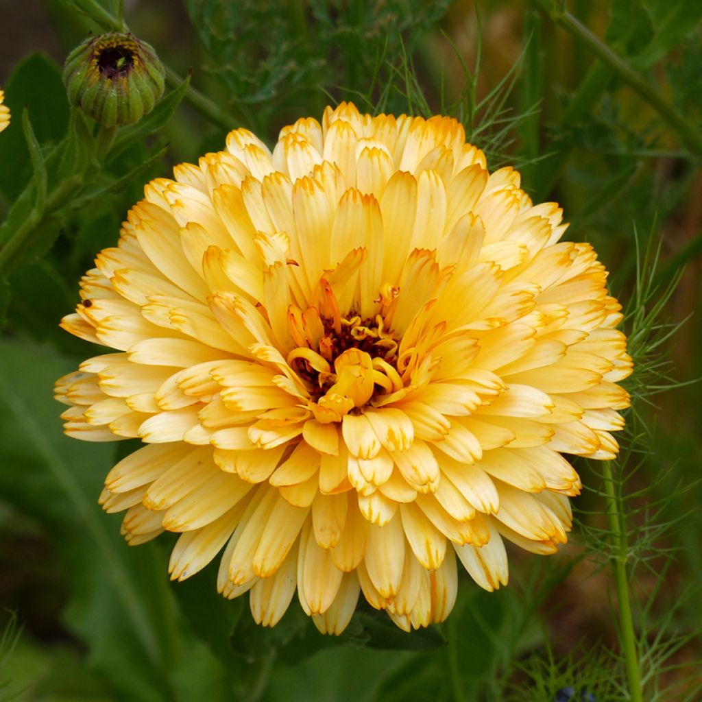 Calendula officinalis Pacific Beauty Aprico (semi) - Calendola