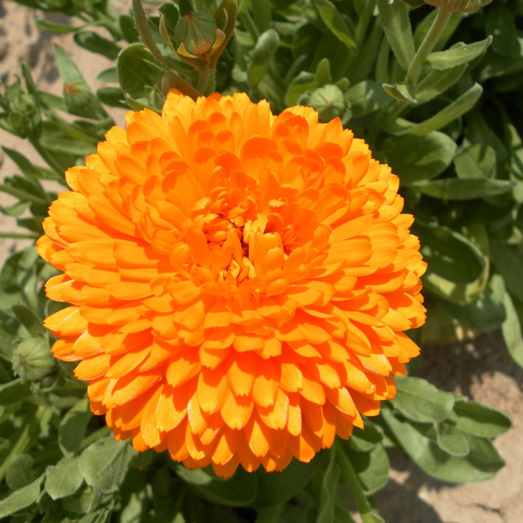 Calendula officinalis Pacific Beauty Flame -  (semi) - Calendola