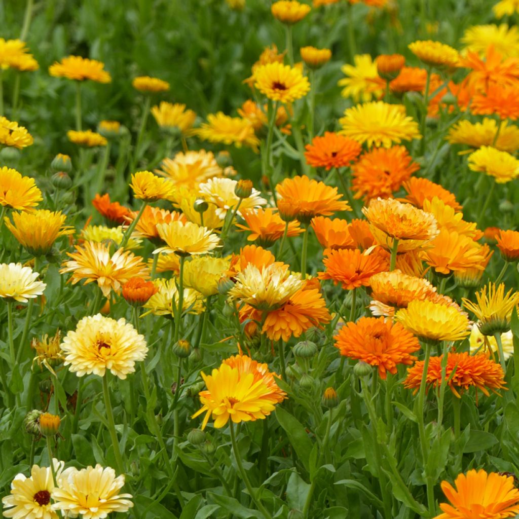 Calendula officinalis Pacific Beauty Mix (semi) - Calendola