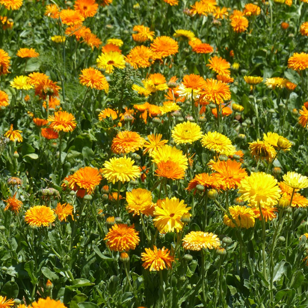 Calendula officinalis Mix (semi) - Calendola