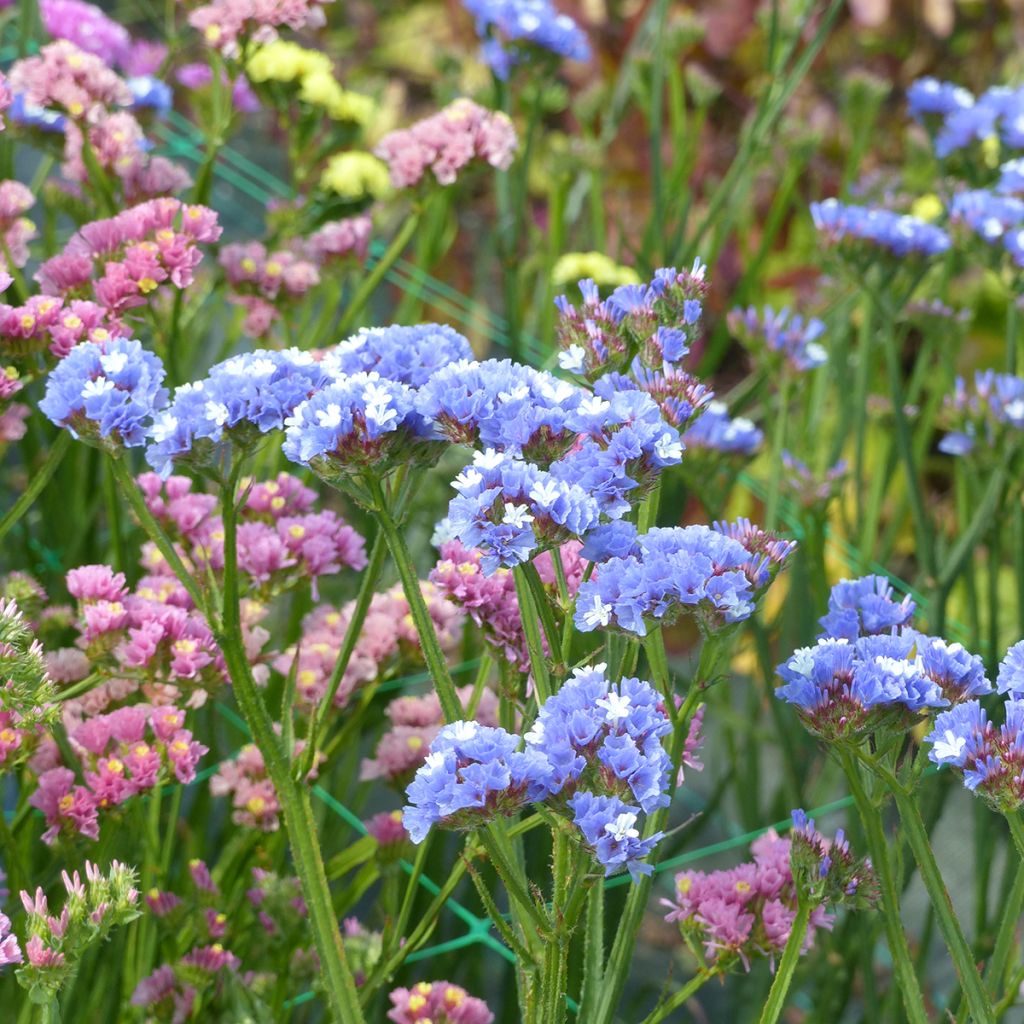 Limonium sinuatum Sky Blue (semi) - Statice