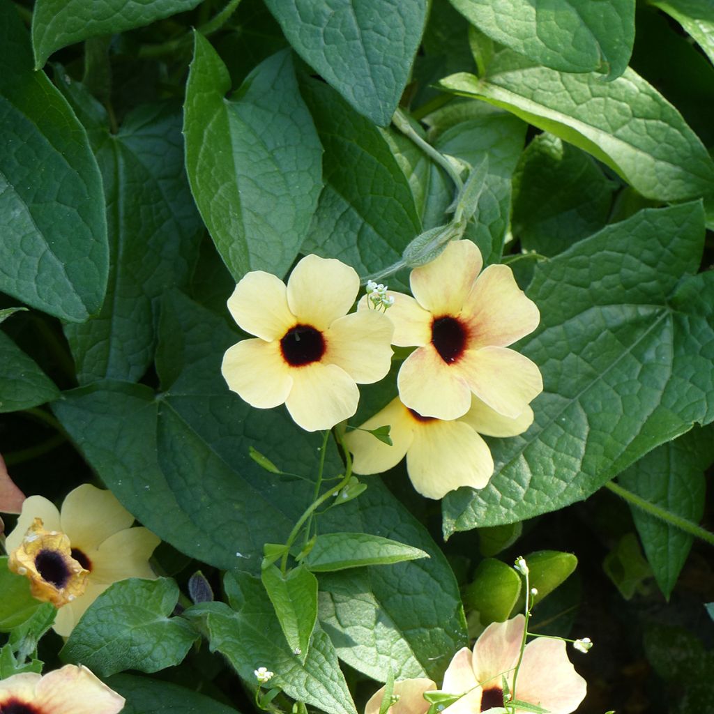 Susanna dagli occhi neri Peach Eye (semi) - Thunbergia alata