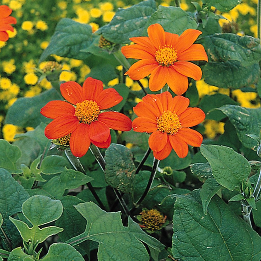 Tithonia rotundifolia torch (semi) - Girasole messicano