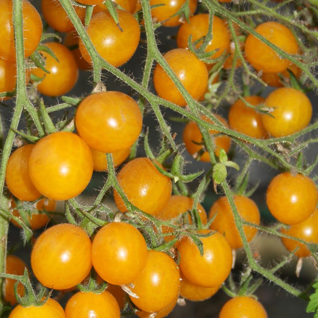 Tomate cerise Yellow Clementine BIO