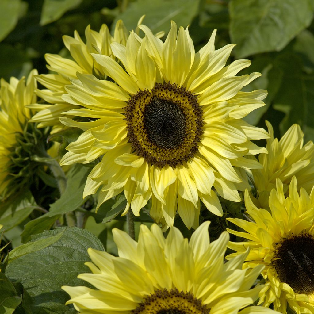 Girasole Garden Statement