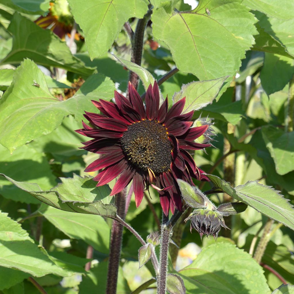 Girasole Velvet Queen