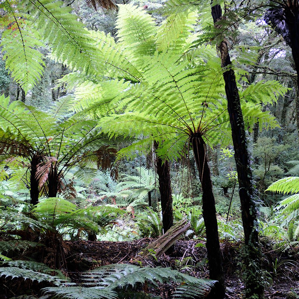 Tree Fern House & Garden Mixed