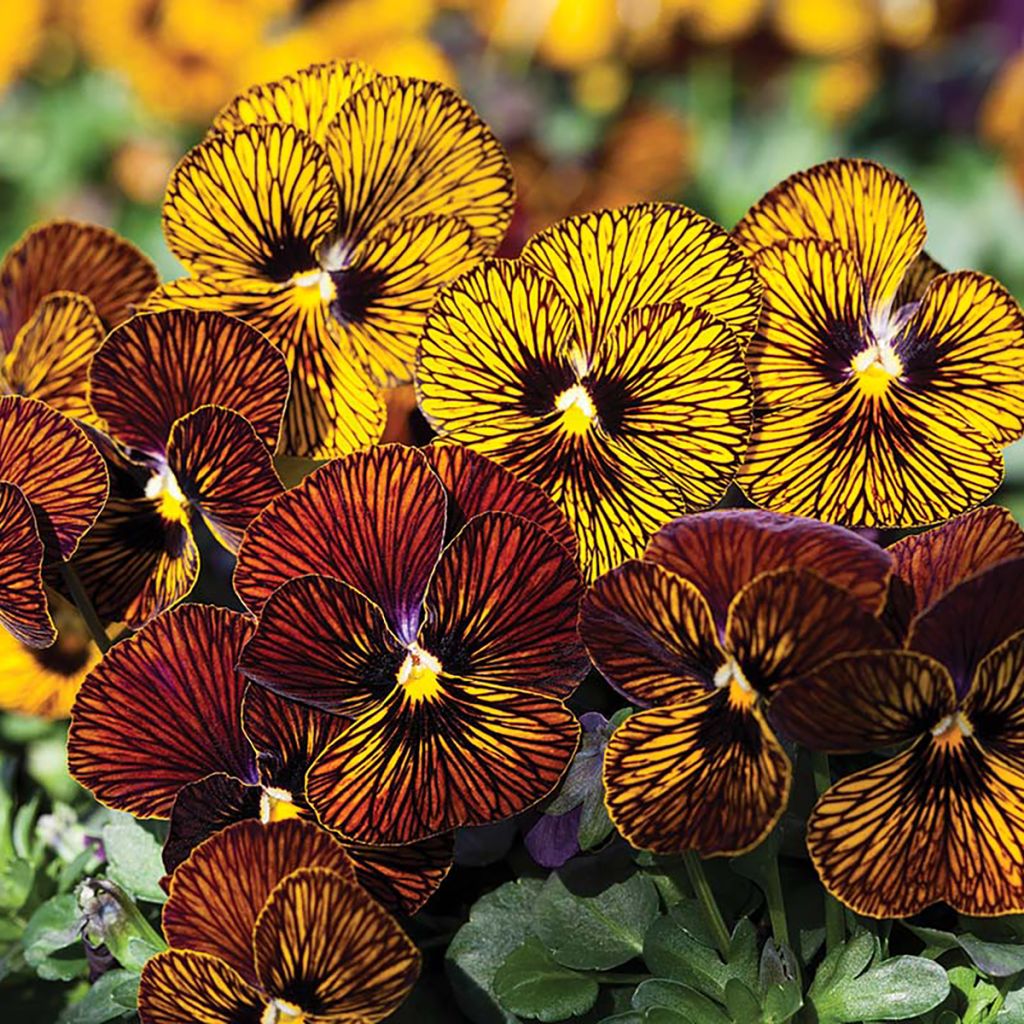 Viola cornuta Tiger Eye Mix