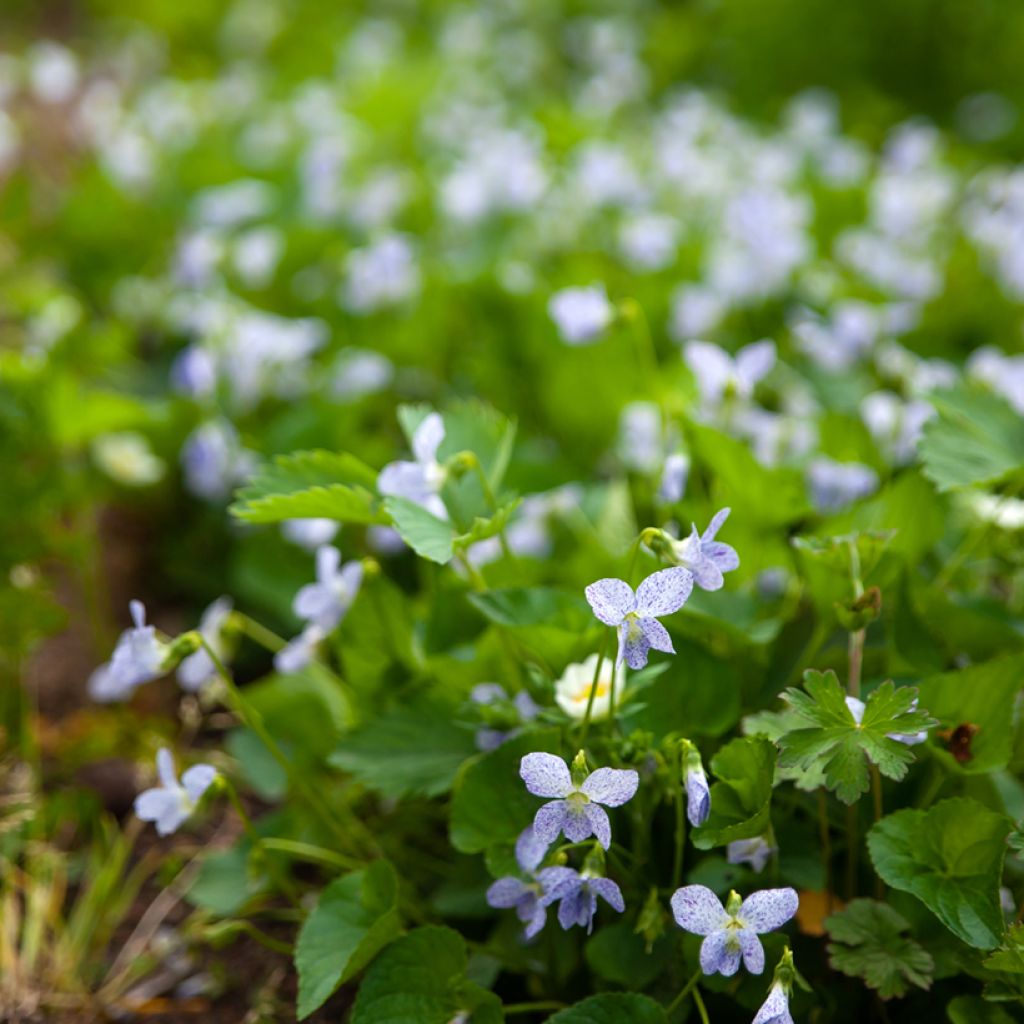 Viola sororia Freckles (semi) - Viola sorella
