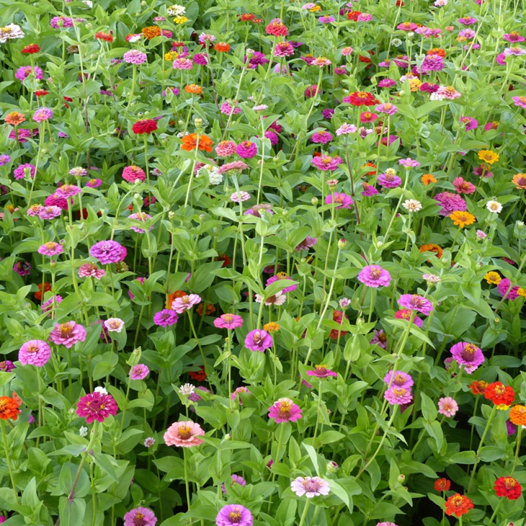 Zinnia elegans Lilliput Mix BIO (semi)