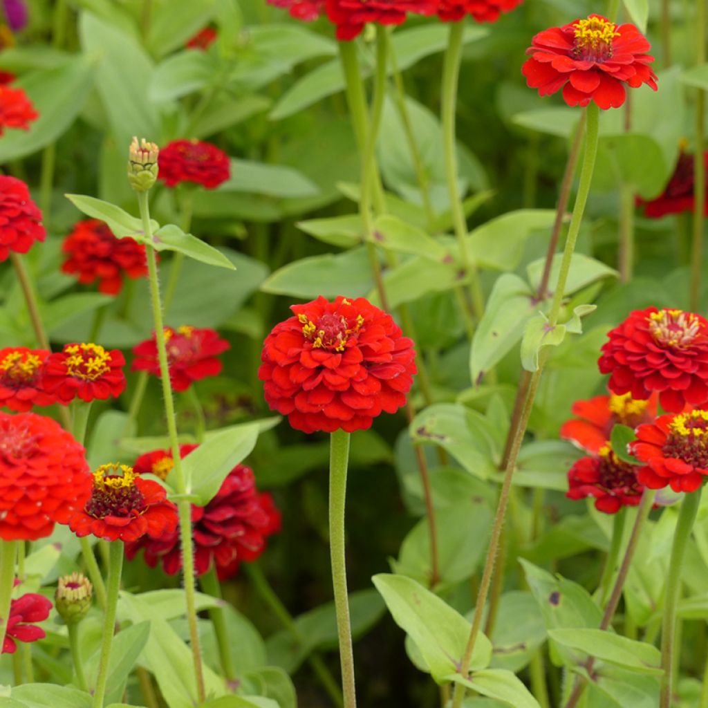 Zinnia elegans Lilliput Scarlet Gem (semi)