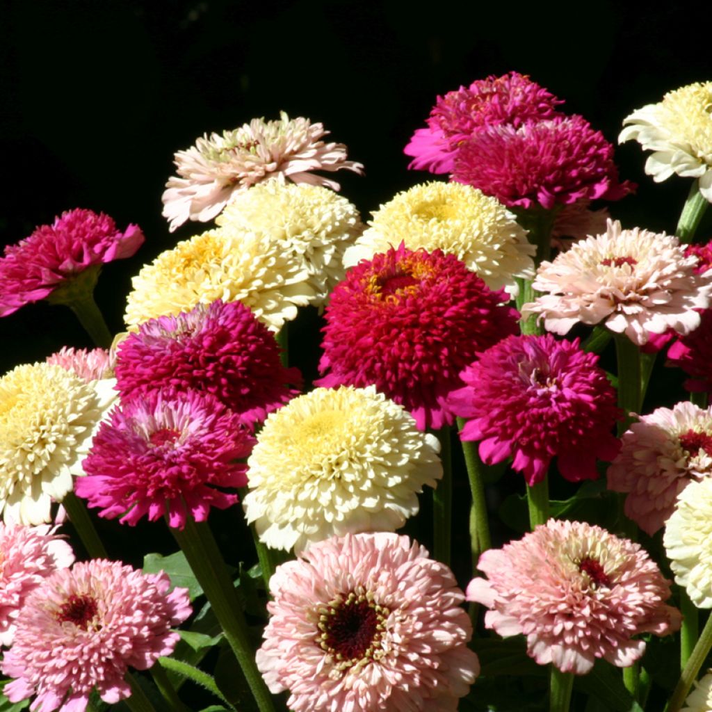 Zinnia elegans Zinderella Fashion