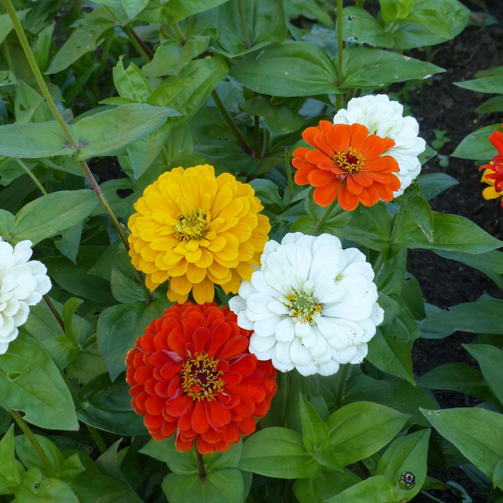 Zinnia elegans Citro Mix (semi)