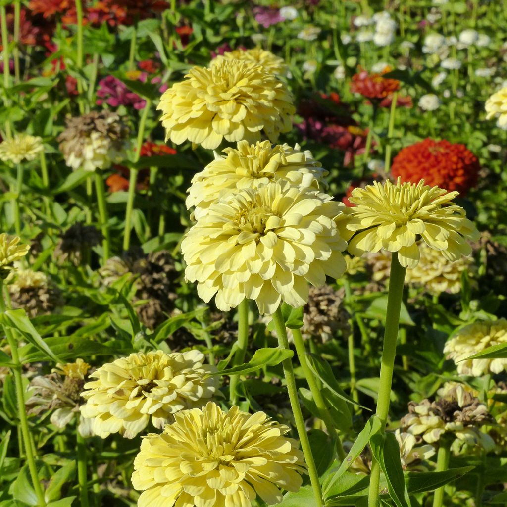 Zinnia elegans Isabellina (semi)