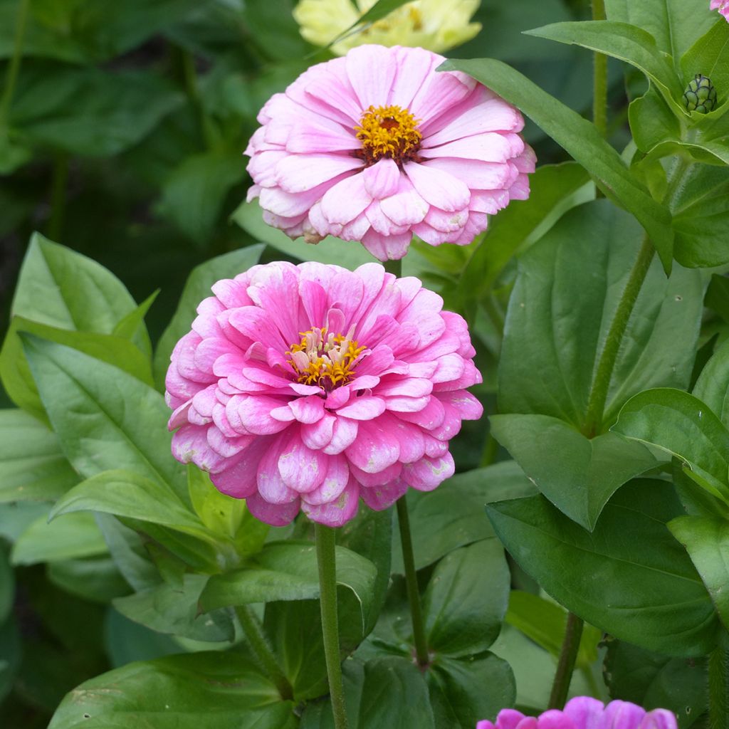 Zinnia elegans Luminosa (semi)