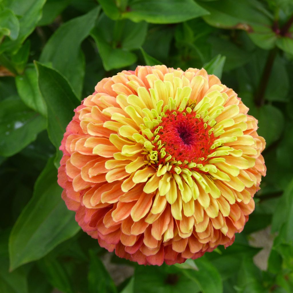 Zinnia elegans Queen Lime Bicolors Mix (semi)