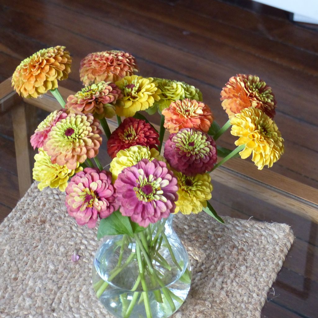 Zinnia elegans Queen Lime Bicolors Mix (semi)