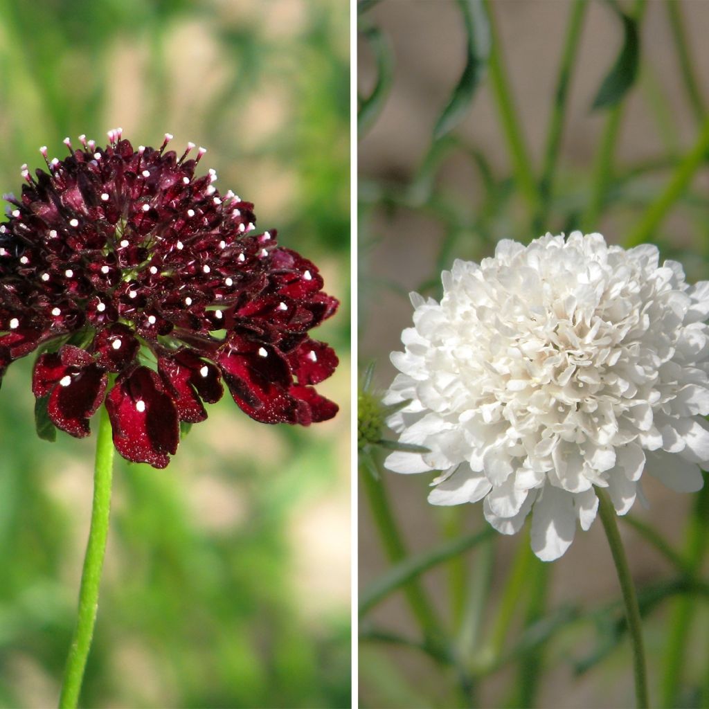 Graines de Scabieuse atropurpurea Ebony and Ivory