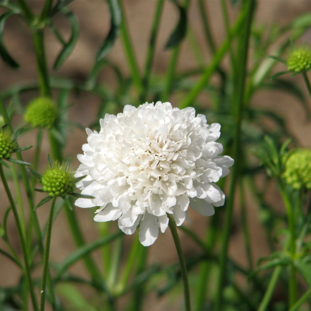 Graines de Scabieuse atropurpurea Ebony and Ivory