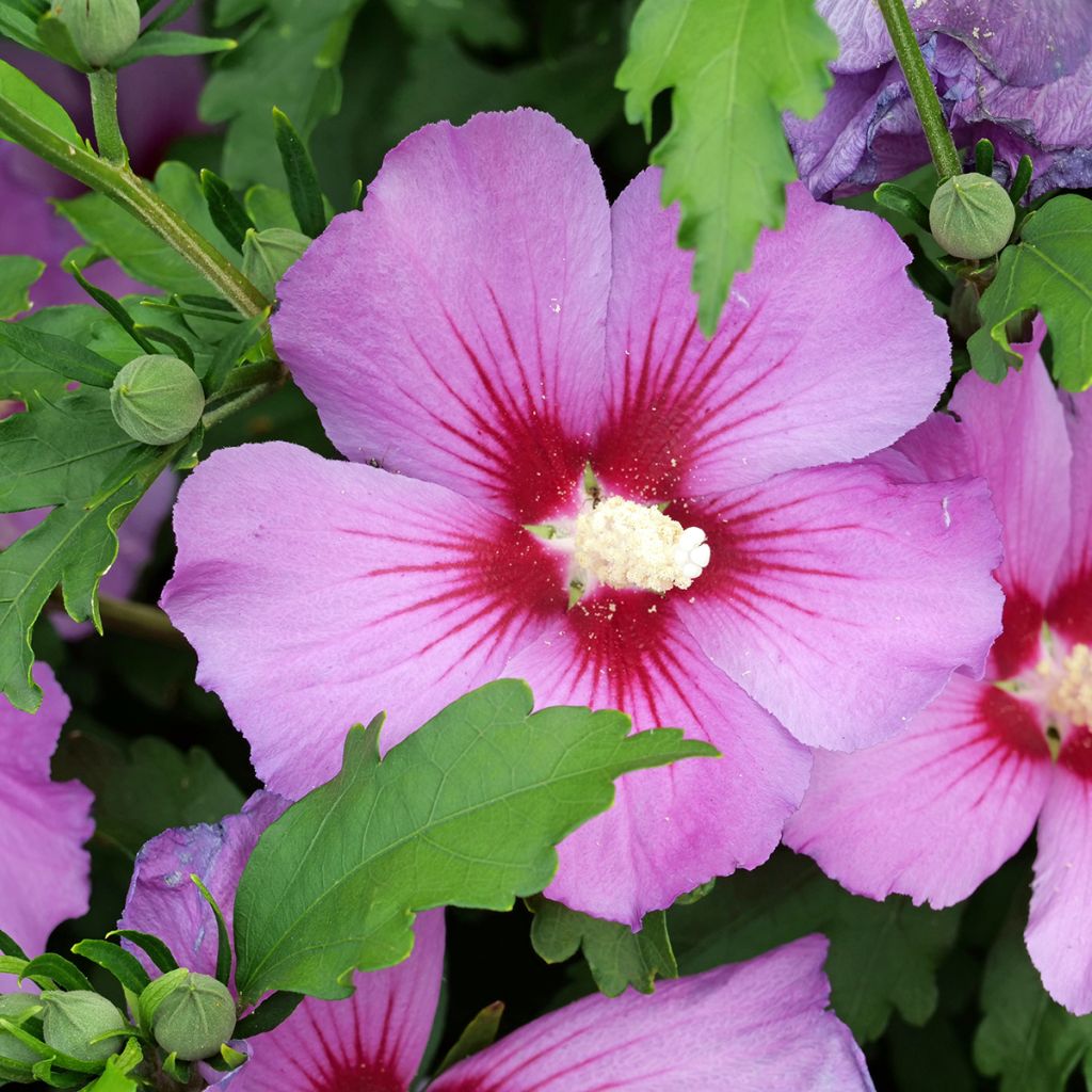 Hibiscus syriacus - Ibisco (semi)