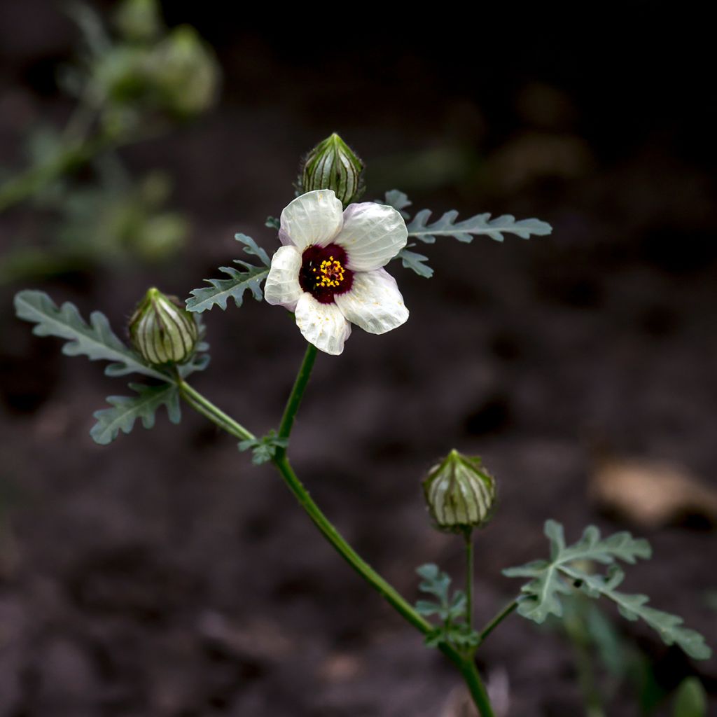 Hibiscus trionum (semi) - Ibisco vescicoso