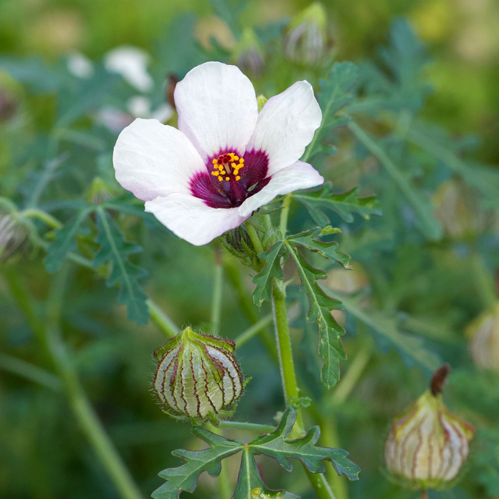 Hibiscus trionum (semi) - Ibisco vescicoso