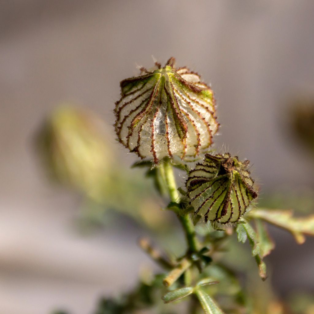 Hibiscus trionum (semi) - Ibisco vescicoso
