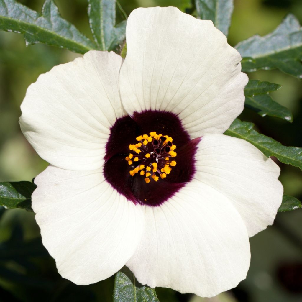 Hibiscus trionum (semi) - Ibisco vescicoso