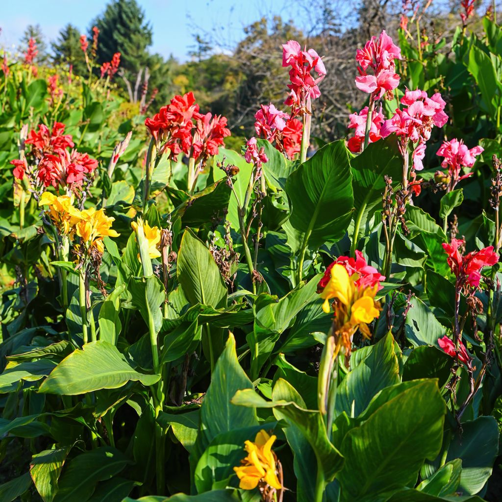 Canna indica T&M Hybrids - Canna d'India