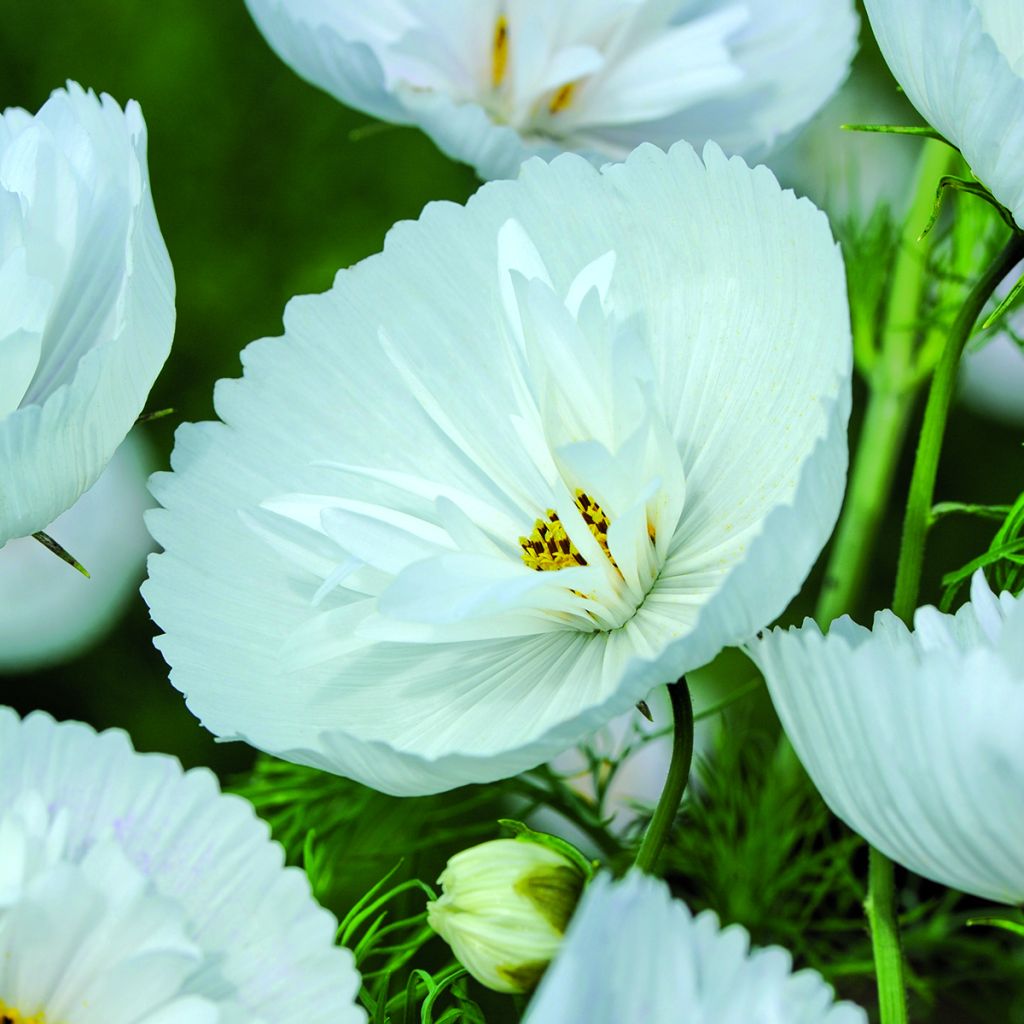 Cosmos Cupcakes White - Cosmea