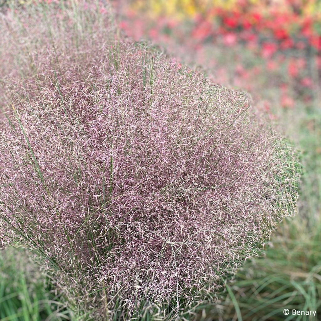 Muhlenbergia reverchonii Rosy (semi)
