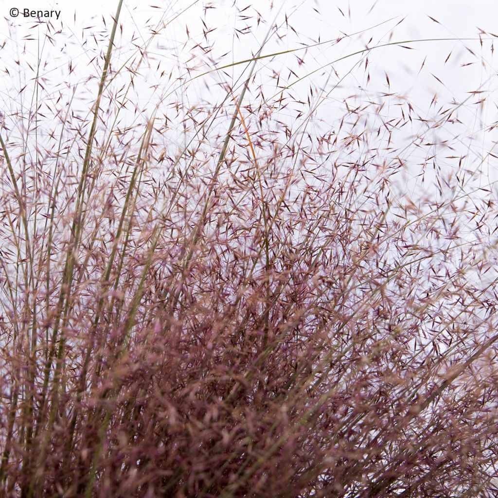 Muhlenbergia reverchonii Rosy (semi)