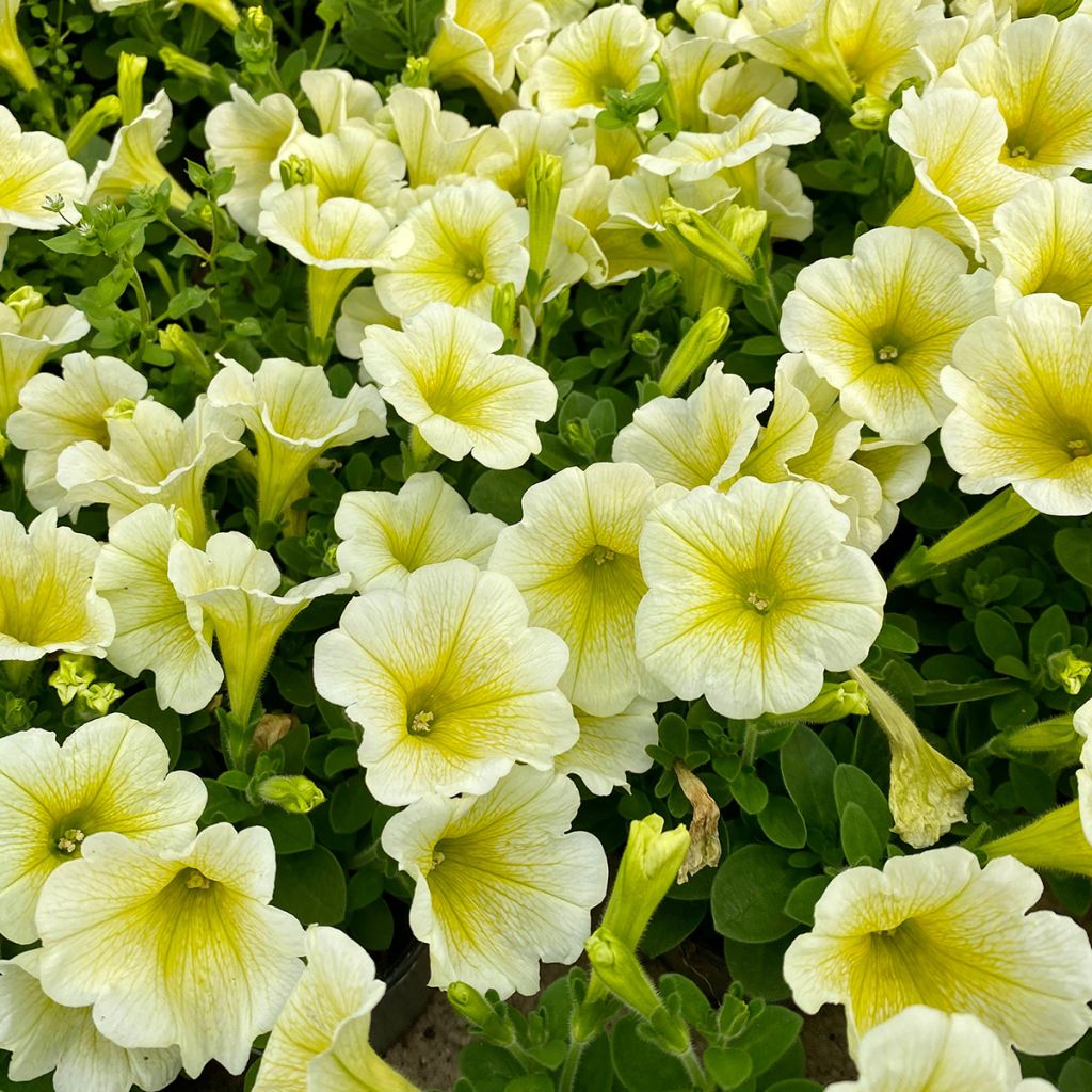 Petunia Limoncello