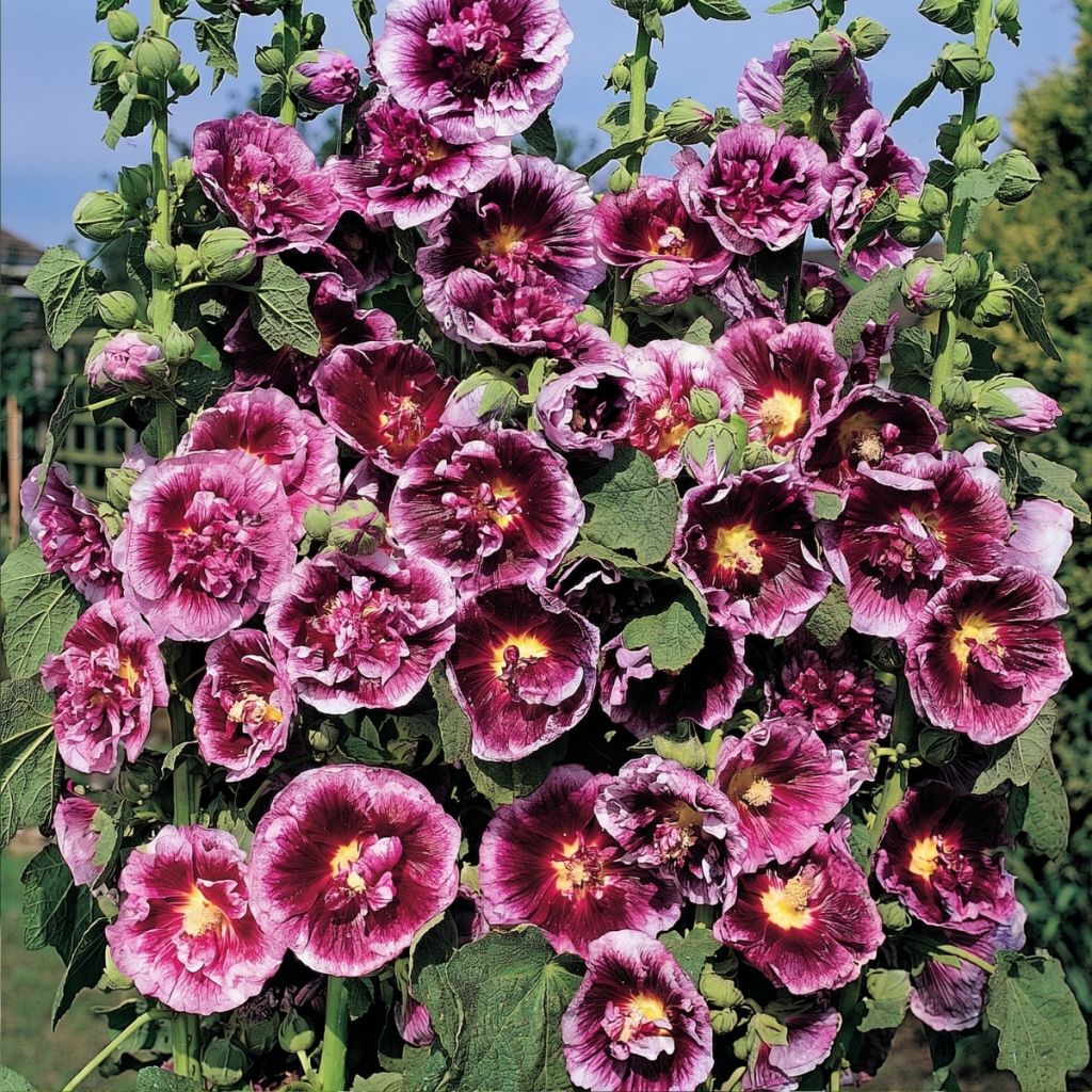 Alcea rosea Crème de cassis - Malvarosa