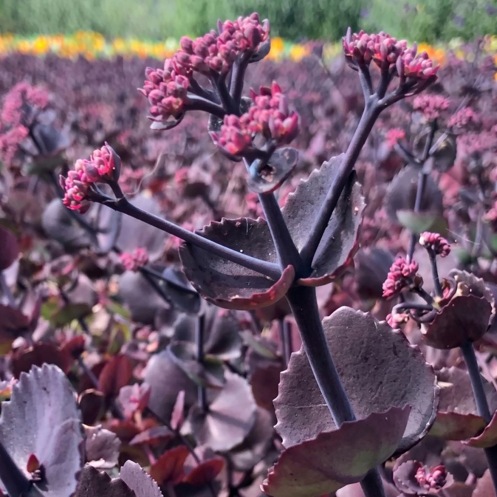Sedum ussuriense Turkish Delight