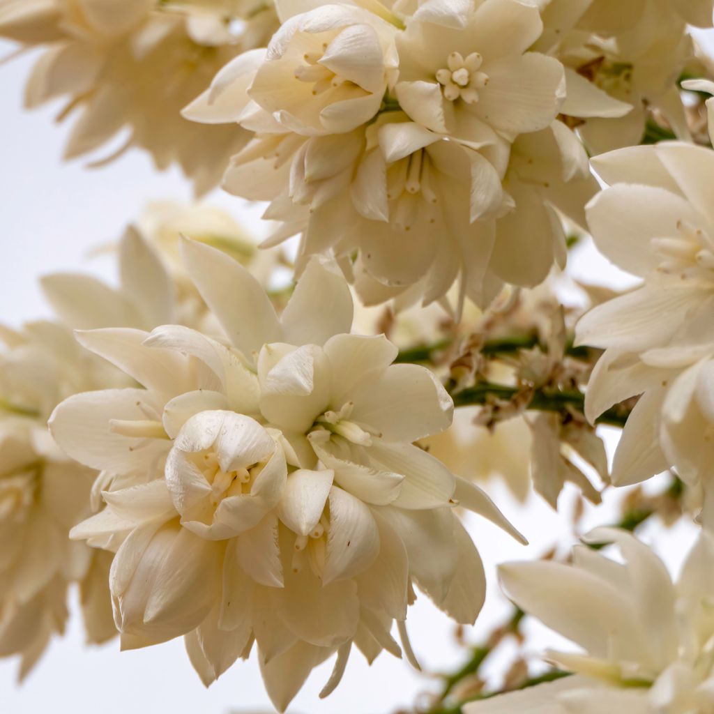 Yucca rostrata (semi)