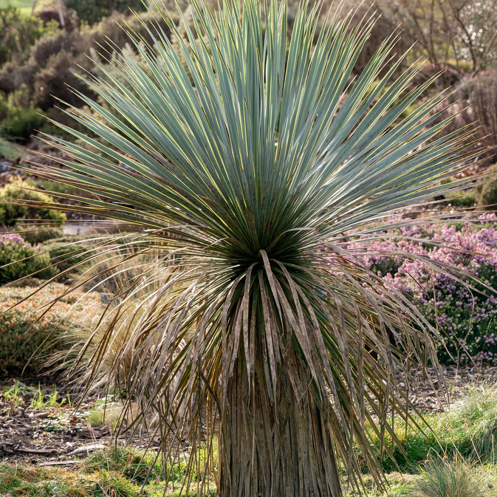 Yucca rostrata (semi)