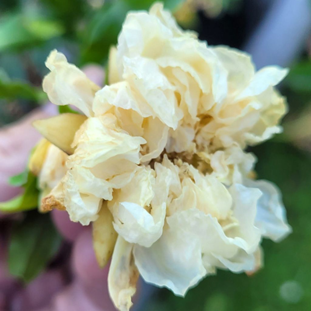 Punica granatum Alba Plena - Melograno