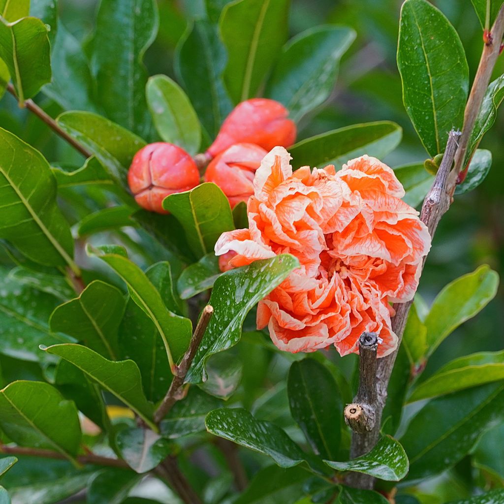 Punica granatum California Sunset - Melograno