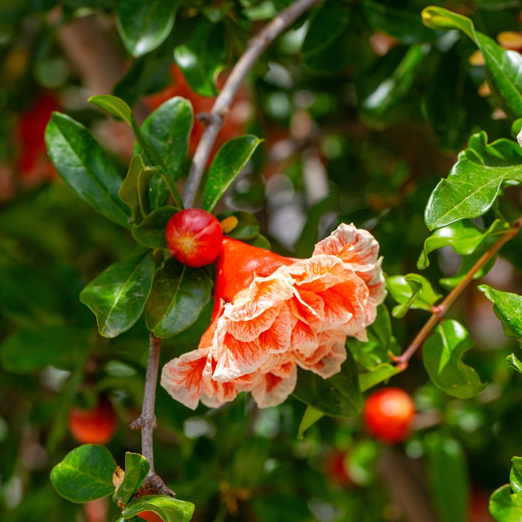 Punica granatum California Sunset - Melograno