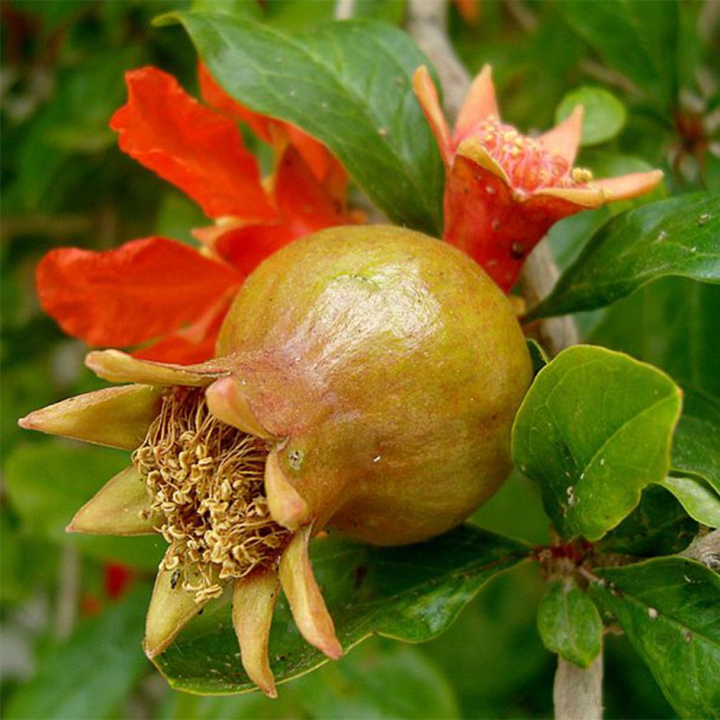 Melograno - Punica granatum