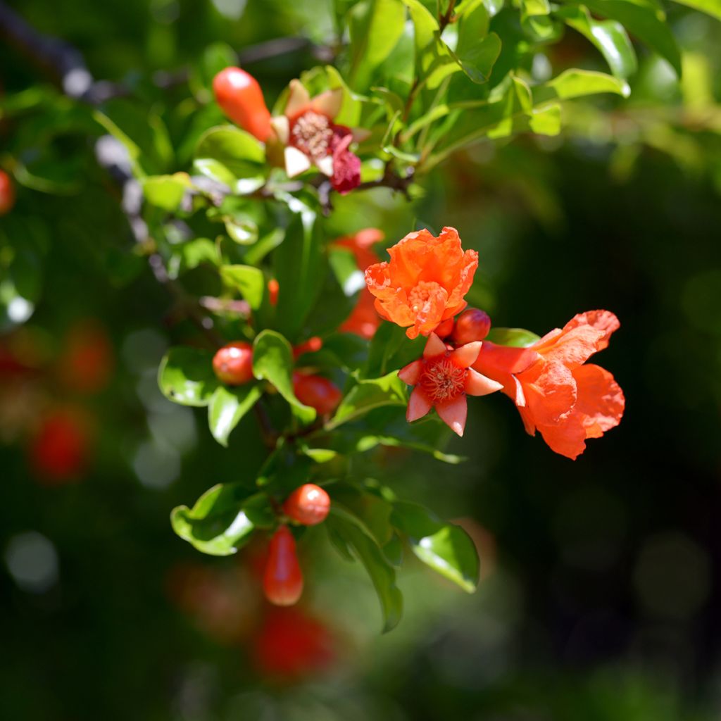 Melograno Dente di leone - Punica granatum