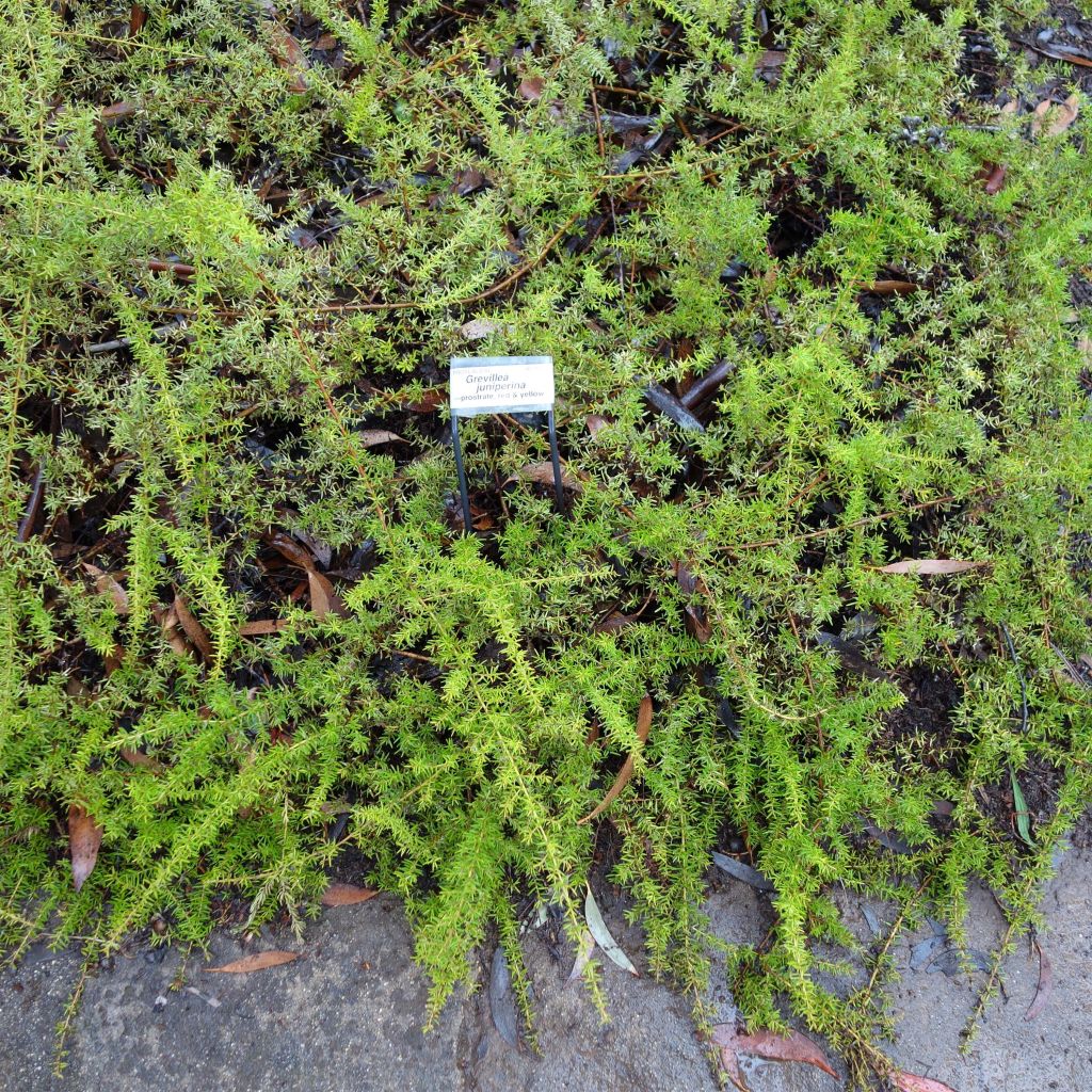 Grevillea juniperina - Grévilléa à feuilles de genévrier