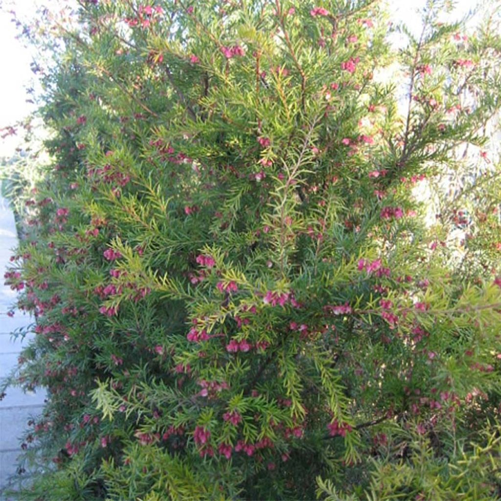 Grevillea rosmarinifolia Rosa Jenkinsii - Grévilléa à feuilles de romarin.