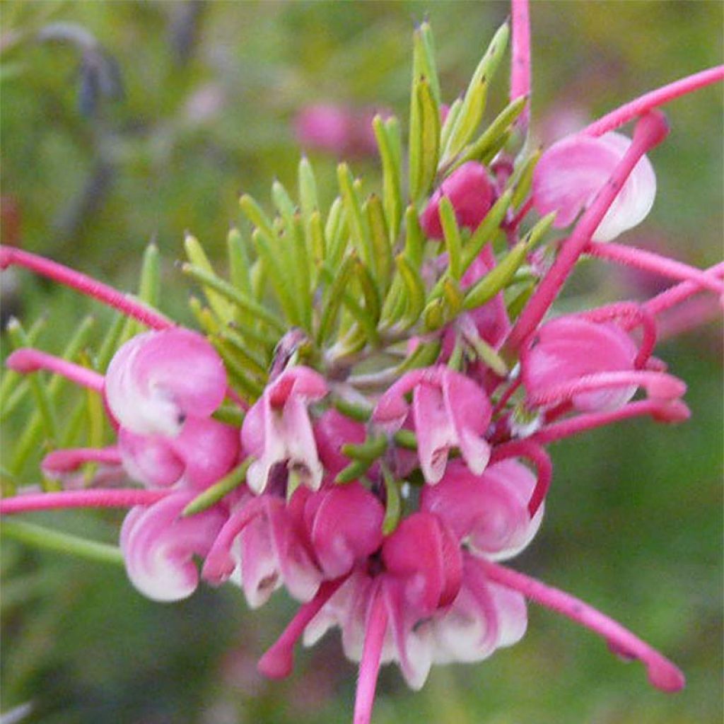 Grevillea rosmarinifolia Rosa Jenkinsii - Grévilléa à feuilles de romarin.
