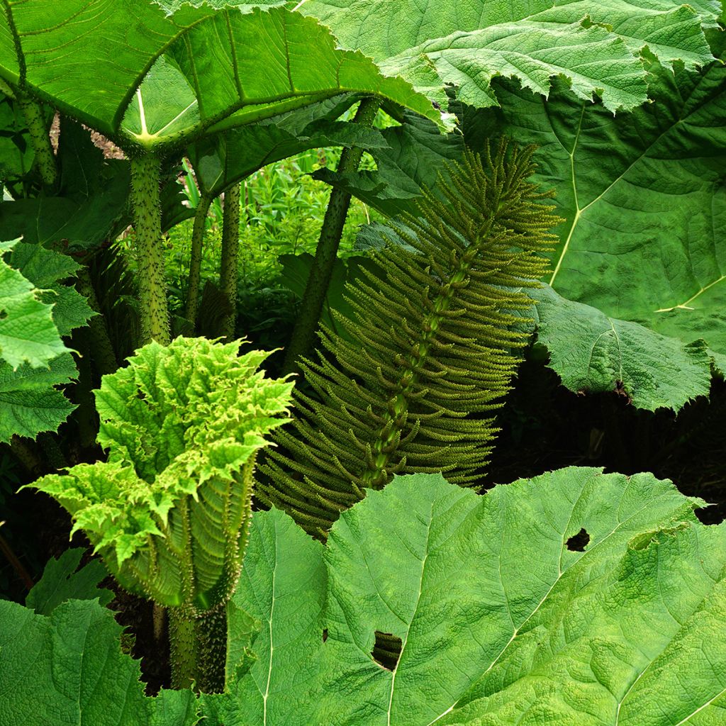 Gunnera manicata - Rabarbaro gigante del Brasile