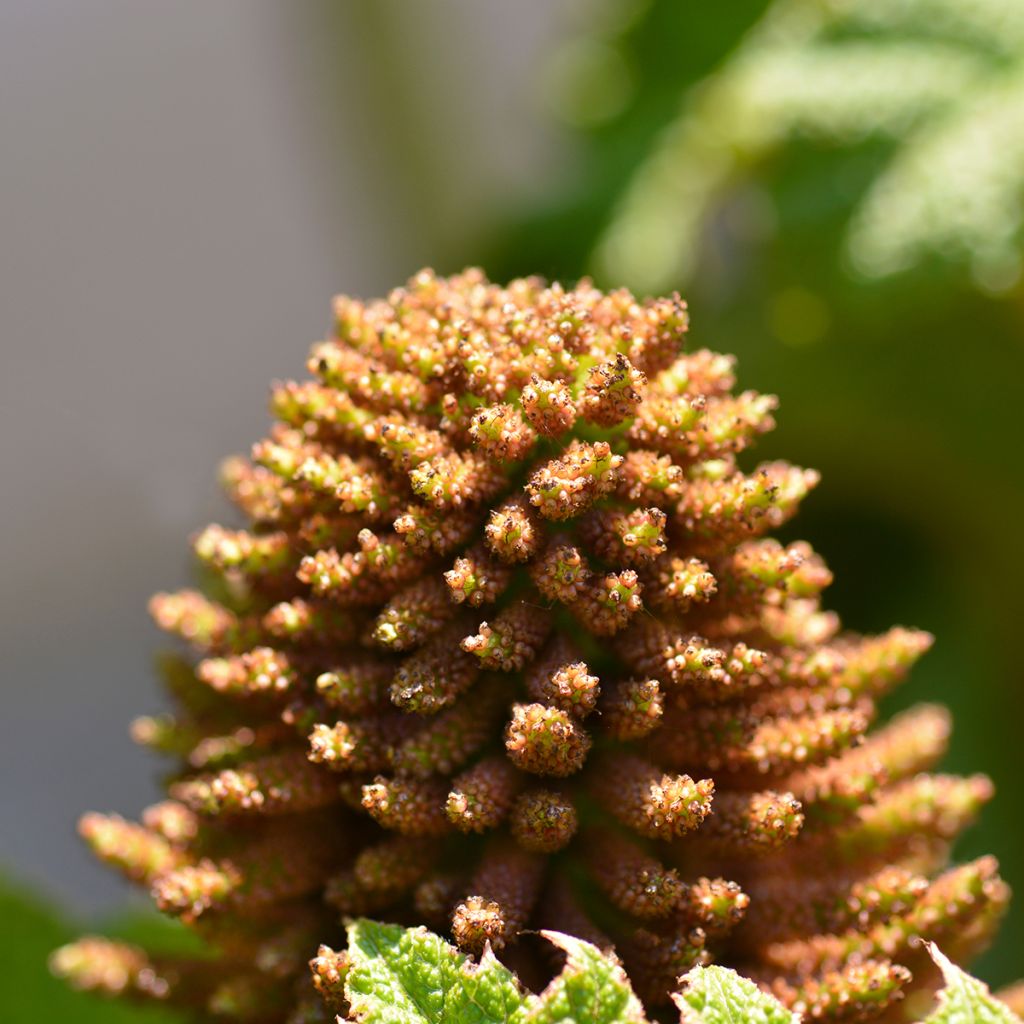 Gunnera manicata - Rabarbaro gigante del Brasile