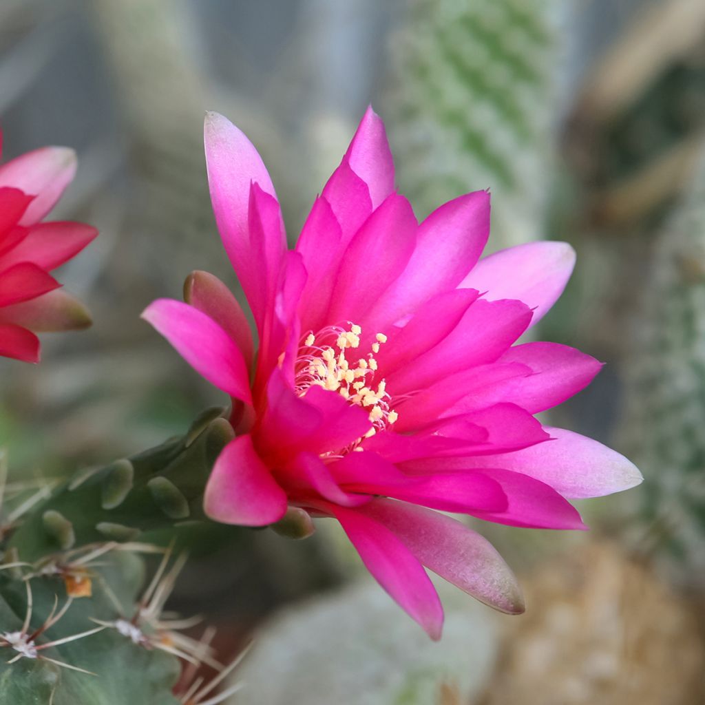Cactus - Gymnocalycium baldianum