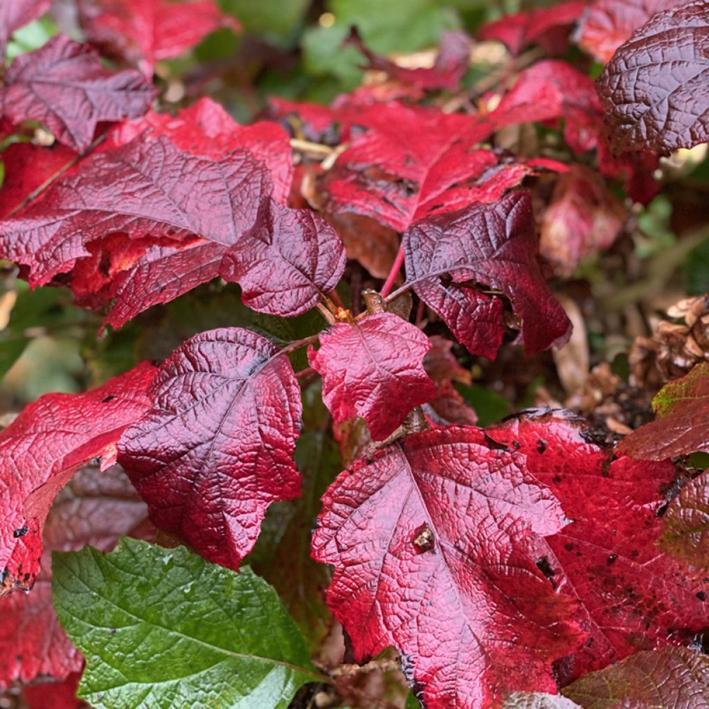 Hydrangea quercifolia Snowcicle - Ortensia a foglie di quercia