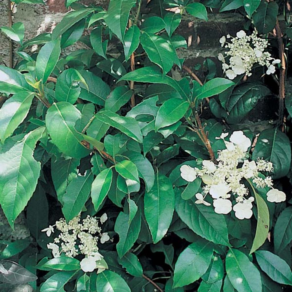 Hydrangea seemanii - Ortensia rampicante